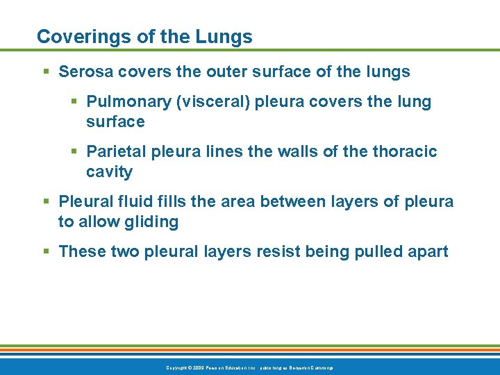 Coverings of the Lungs § Serosa covers the outer surface of the lungs §