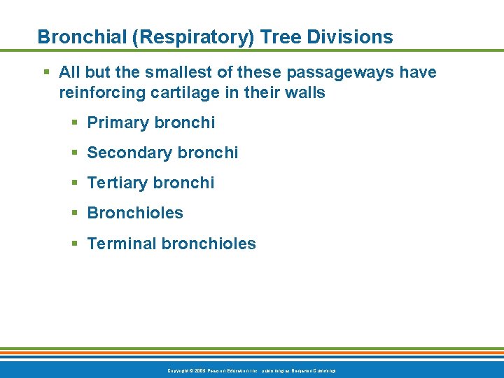 Bronchial (Respiratory) Tree Divisions § All but the smallest of these passageways have reinforcing