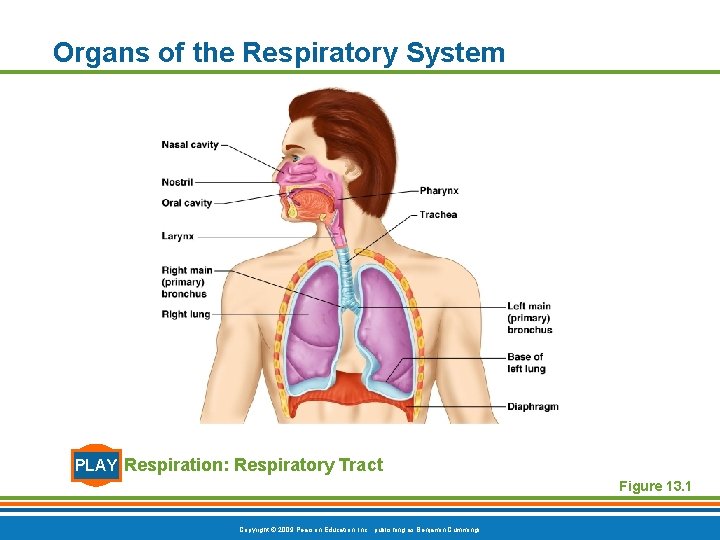 Organs of the Respiratory System PLAY Respiration: Respiratory Tract Figure 13. 1 Copyright ©