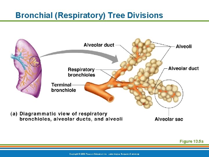 Bronchial (Respiratory) Tree Divisions Figure 13. 5 a Copyright © 2009 Pearson Education, Inc.