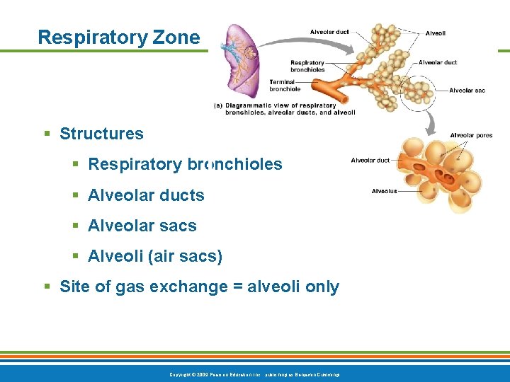 Respiratory Zone § Structures § Respiratory bronchioles § Alveolar ducts § Alveolar sacs §