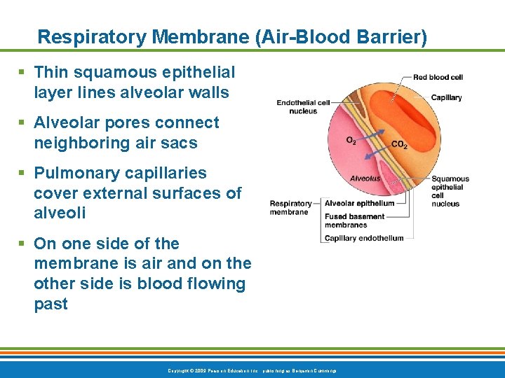 Respiratory Membrane (Air-Blood Barrier) § Thin squamous epithelial layer lines alveolar walls § Alveolar