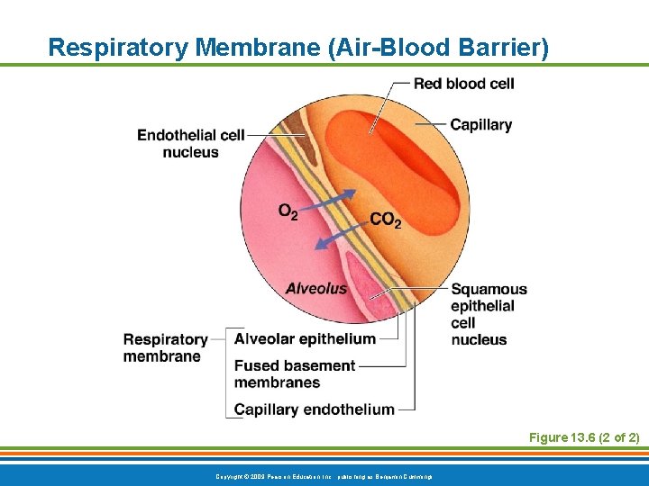 Respiratory Membrane (Air-Blood Barrier) Figure 13. 6 (2 of 2) Copyright © 2009 Pearson