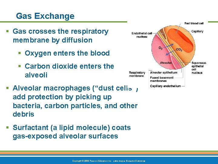 Gas Exchange § Gas crosses the respiratory membrane by diffusion § Oxygen enters the