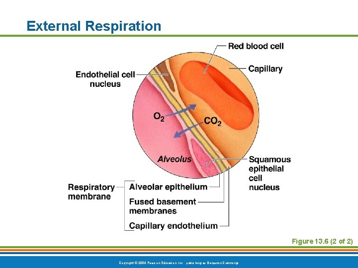 External Respiration Figure 13. 6 (2 of 2) Copyright © 2009 Pearson Education, Inc.