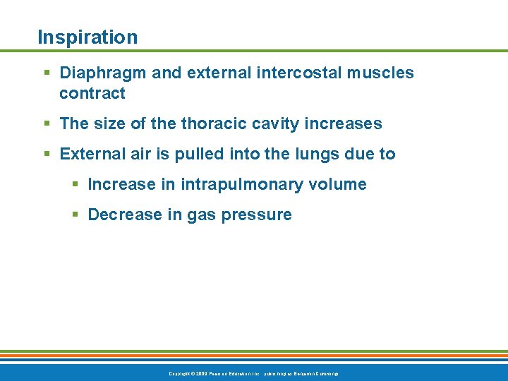 Inspiration § Diaphragm and external intercostal muscles contract § The size of the thoracic