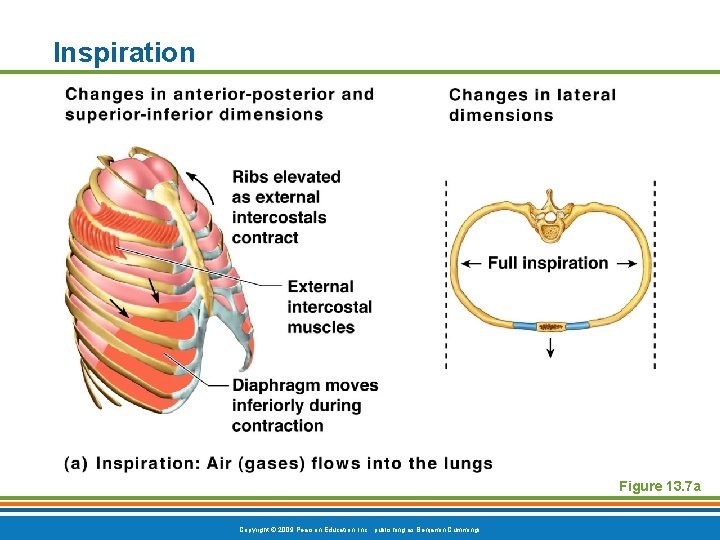 Inspiration Figure 13. 7 a Copyright © 2009 Pearson Education, Inc. , publishing as