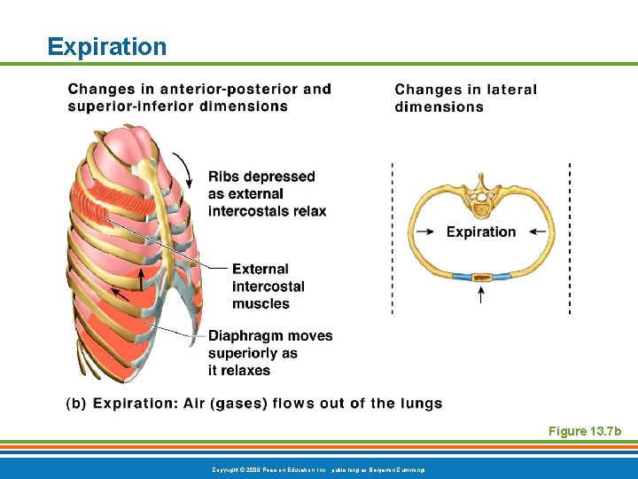 Expiration Figure 13. 7 b Copyright © 2009 Pearson Education, Inc. , publishing as