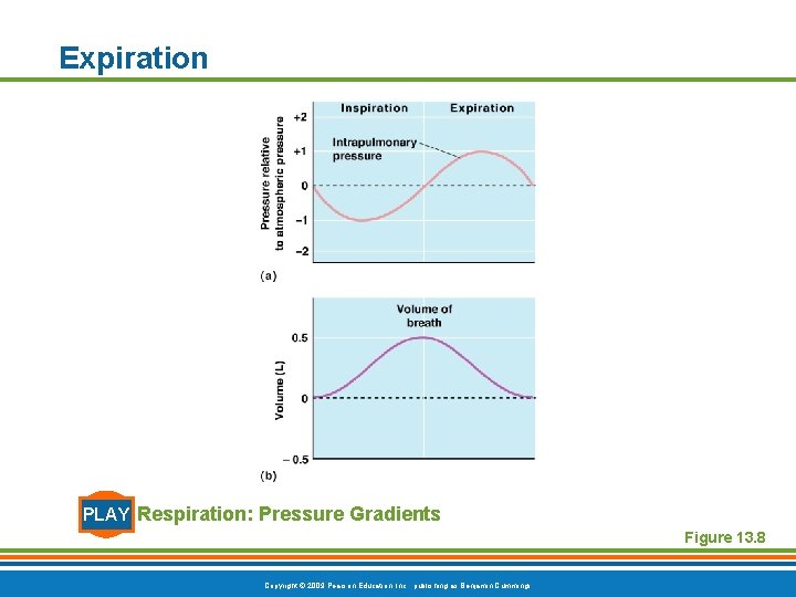 Expiration PLAY Respiration: Pressure Gradients Figure 13. 8 Copyright © 2009 Pearson Education, Inc.