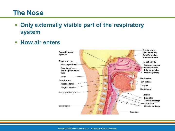 The Nose § Only externally visible part of the respiratory system § How air