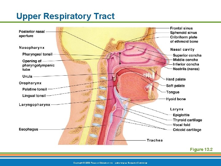 Upper Respiratory Tract Figure 13. 2 Copyright © 2009 Pearson Education, Inc. , publishing