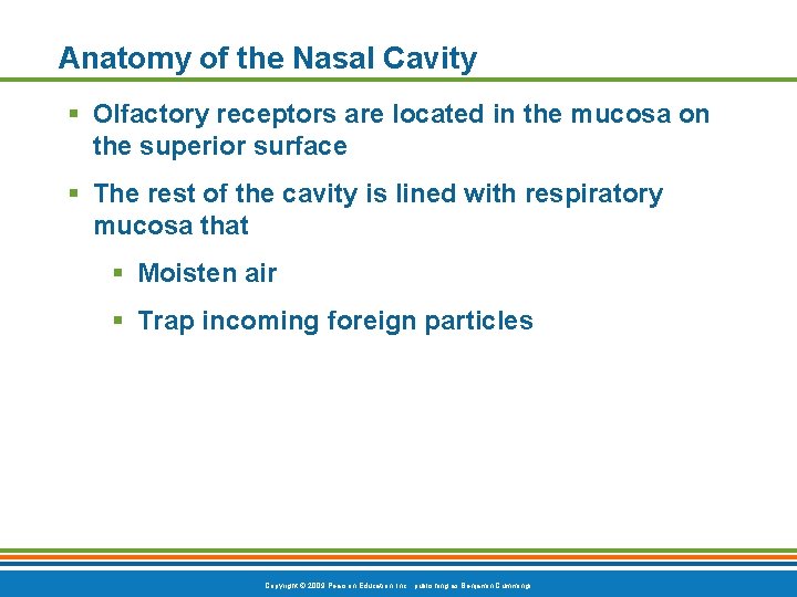 Anatomy of the Nasal Cavity § Olfactory receptors are located in the mucosa on