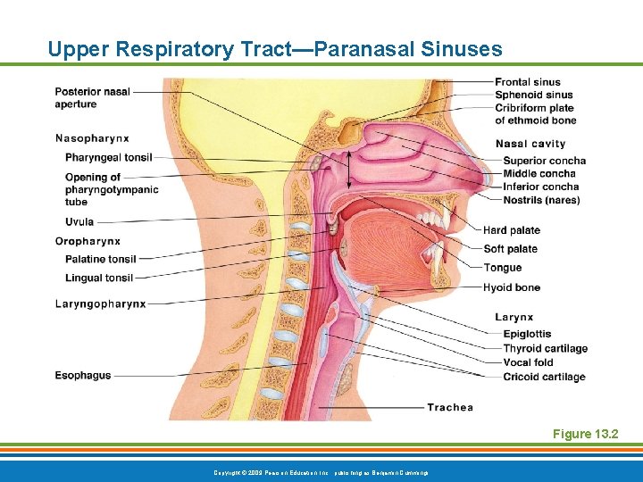 Upper Respiratory Tract—Paranasal Sinuses Figure 13. 2 Copyright © 2009 Pearson Education, Inc. ,