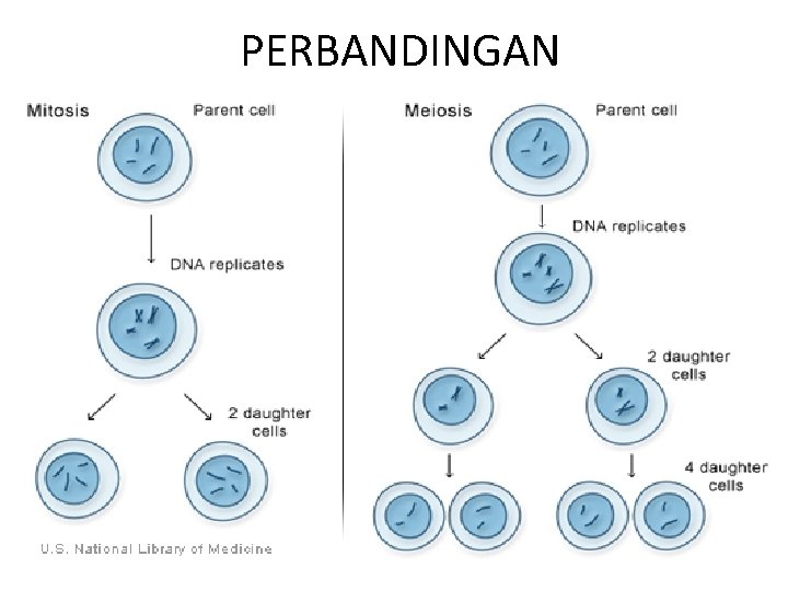 PERBANDINGAN 