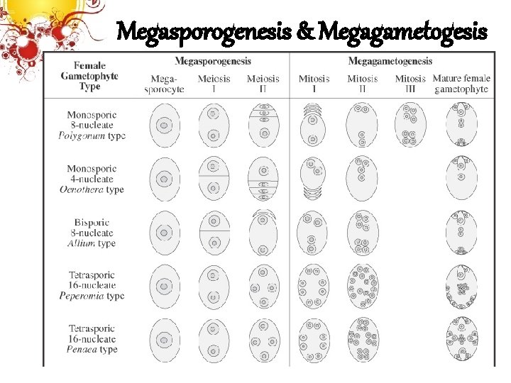 Megasporogenesis & Megagametogesis 