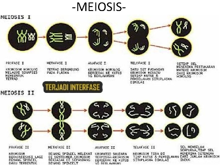 -MEIOSIS- 