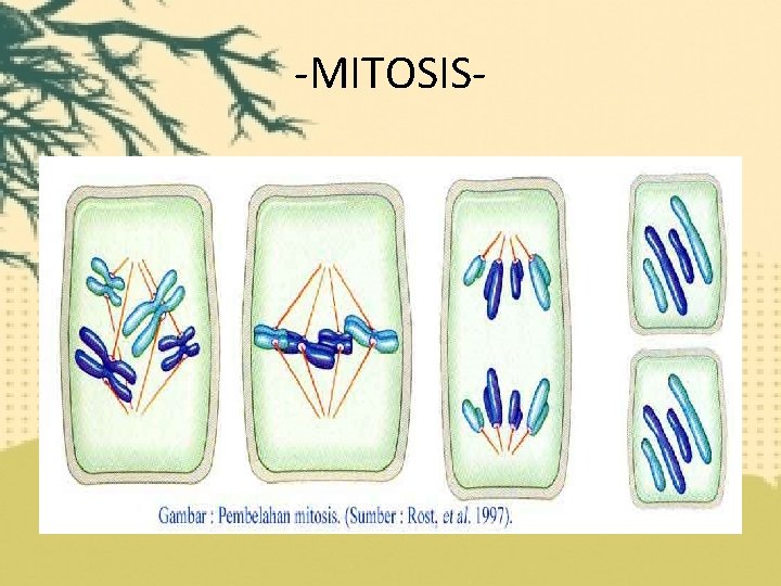 -MITOSIS- 