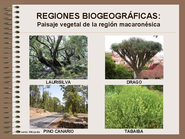 REGIONES BIOGEOGRÁFICAS: Paisaje vegetal de la región macaronésica Fuente: Wikipedia LAURISILVA DRAGO PINO CANARIO