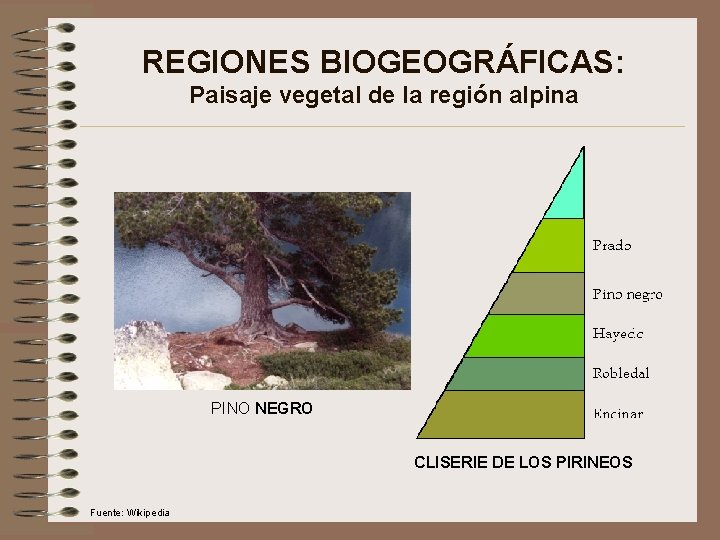 REGIONES BIOGEOGRÁFICAS: Paisaje vegetal de la región alpina PINO NEGRO CLISERIE DE LOS PIRINEOS