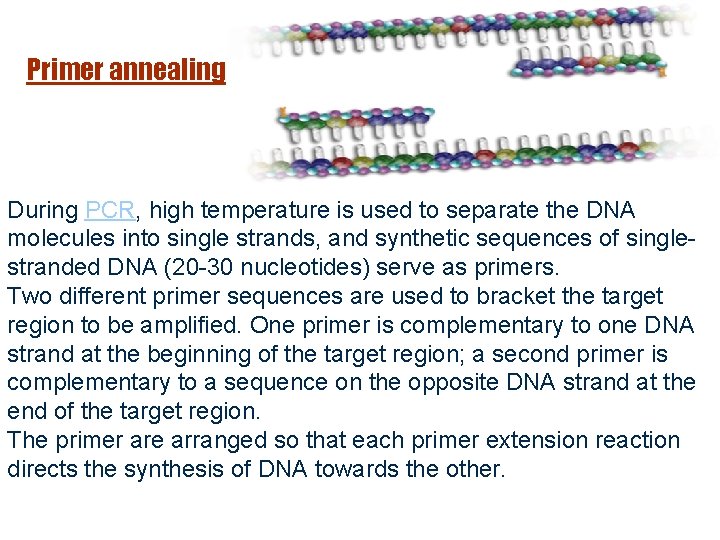 Primer Anna Primer annealing Roche During PCR, high temperature is used to separate the