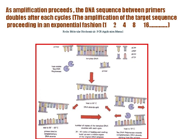 As amplification proceeds , the DNA sequence between primers doubles after each cycles (The