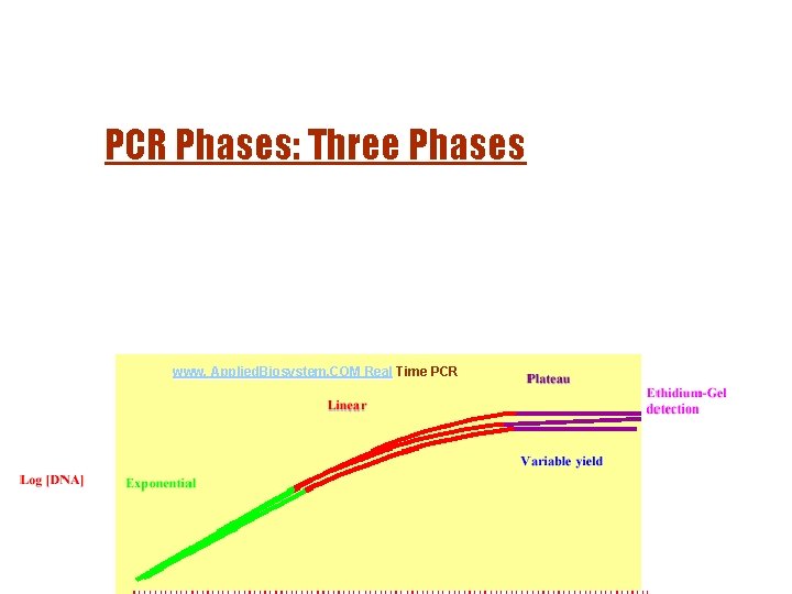 PCR Phases: Three Phases www. Applied. Biosystem. COM Real Time PCR www. appliedbiosystems. com