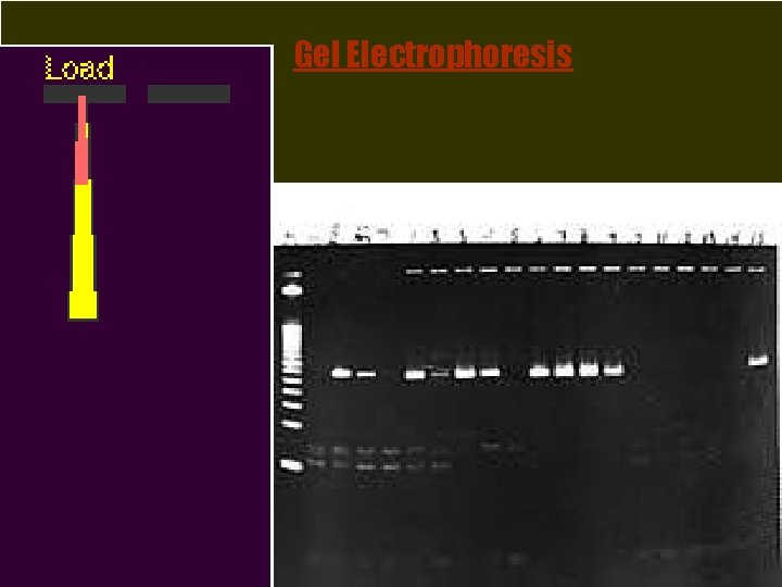 Gel Electrophoresis DNA ladder Well 