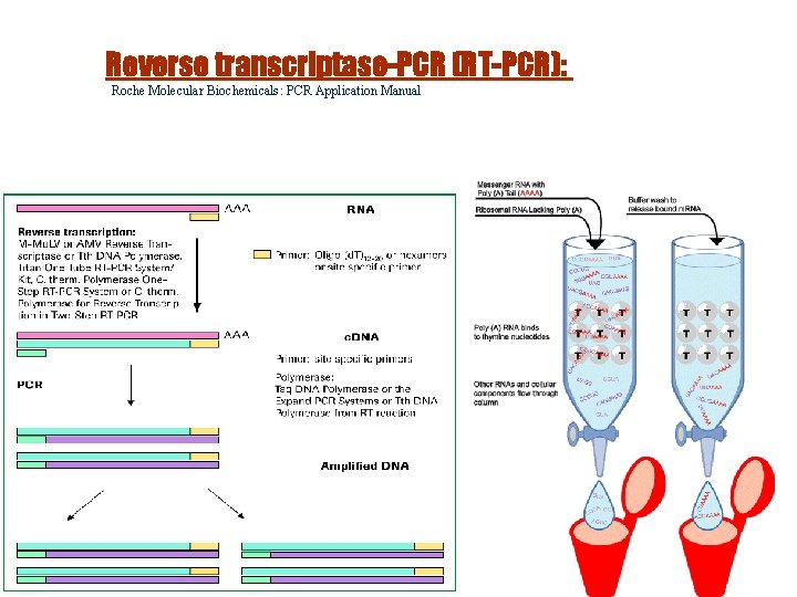 Reverse transcriptase-PCR (RT-PCR): Roche Molecular Biochemicals : PCR Application Manual Roche Molecular Biochemicals: PCR