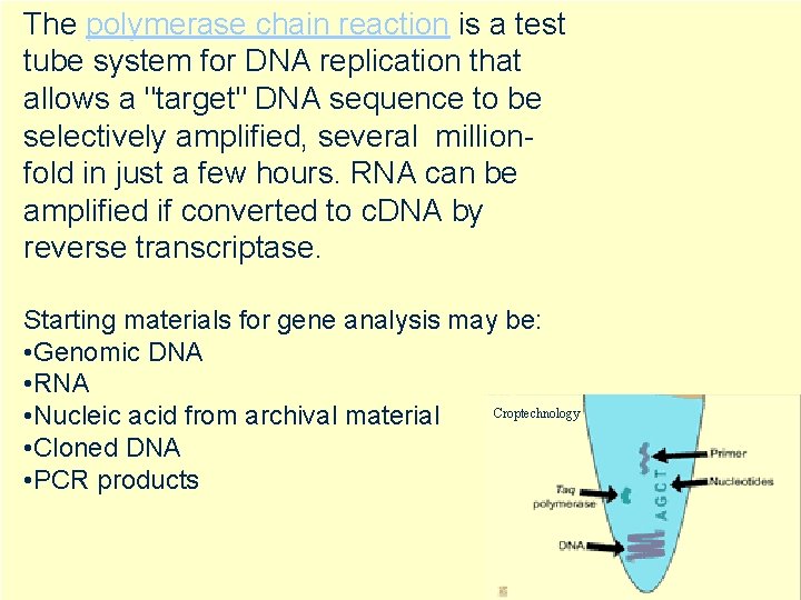 The polymerase chain reaction is a test tube system for DNA replication that allows