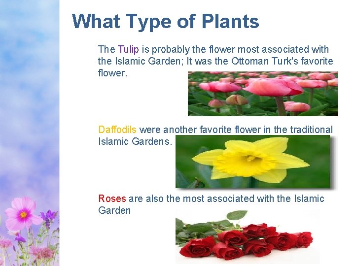 What Type of Plants The Tulip is probably the flower most associated with the