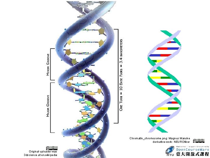 Chromatin_chromosome. png: Magnus Manske derivative work: NEUROtiker Original uploader was 3 dscience at en.