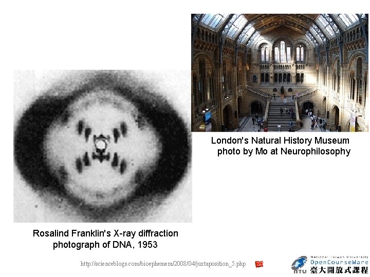  London's Natural History Museum photo by Mo at Neurophilosophy Rosalind Franklin's X ray