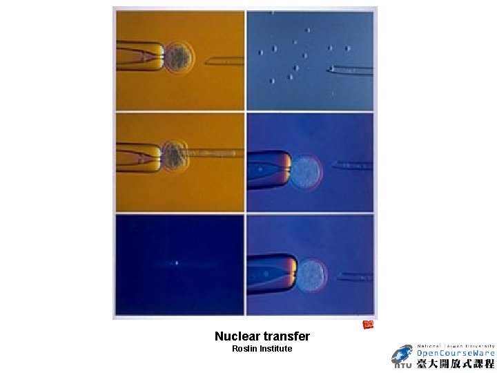 Nuclear transfer Roslin Institute 