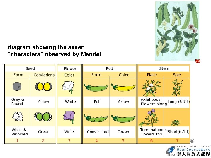diagram showing the seven "characters" observed by Mendel 