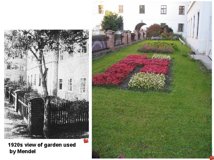 1920 s view of garden used by Mendel 