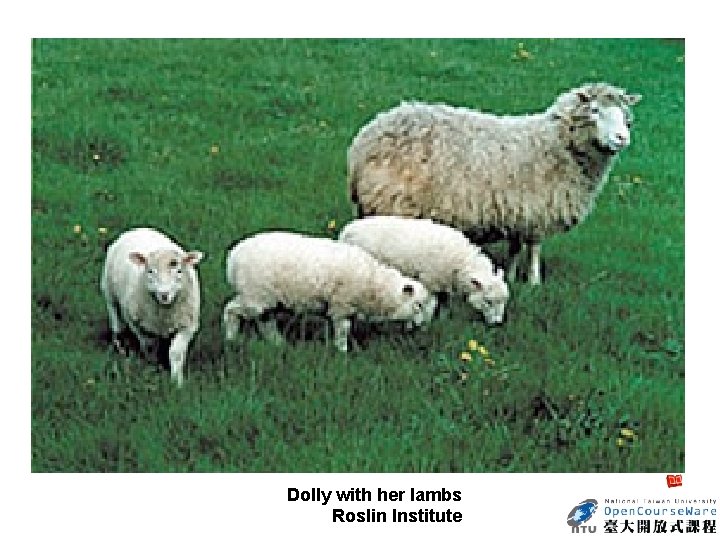  Dolly with her lambs Roslin Institute 
