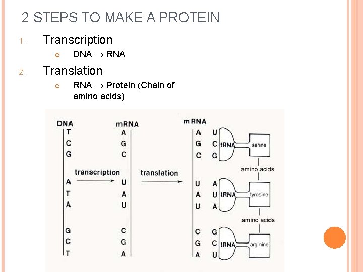 2 STEPS TO MAKE A PROTEIN 1. Transcription 2. DNA → RNA Translation RNA