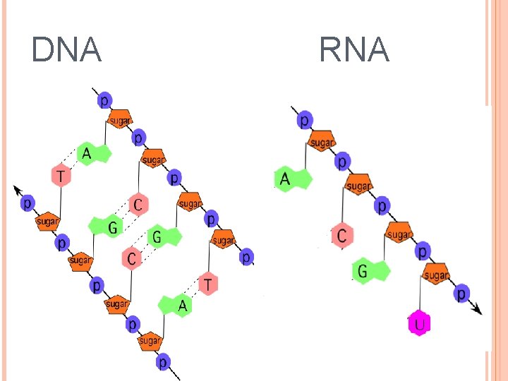 DNA RNA 