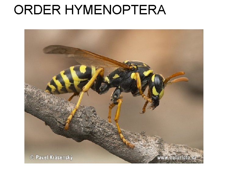 ORDER HYMENOPTERA 