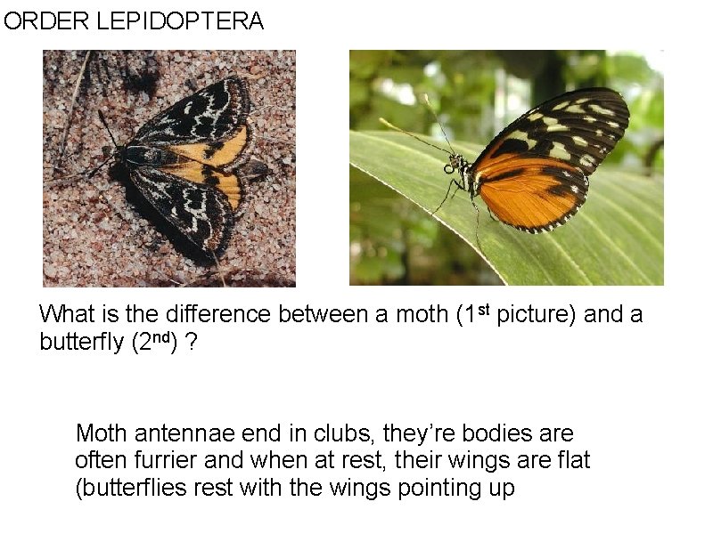 ORDER LEPIDOPTERA What is the difference between a moth (1 st picture) and a