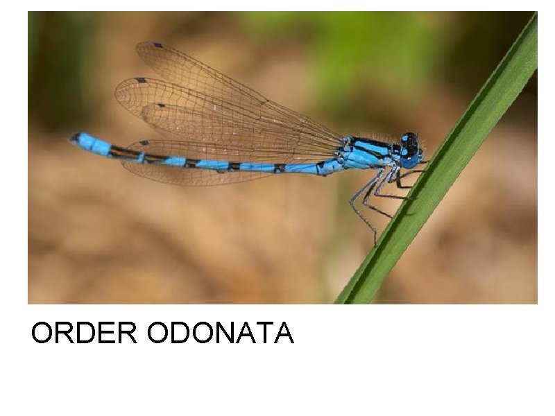 ORDER ODONATA 