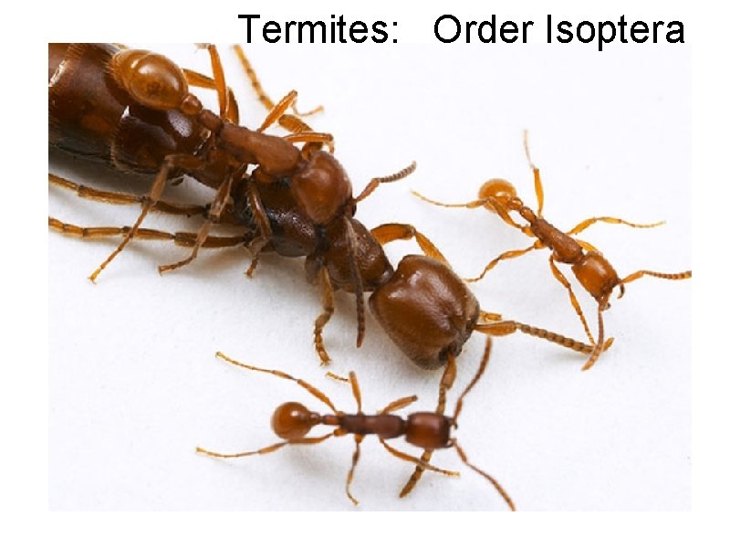 Termites: Order Isoptera 