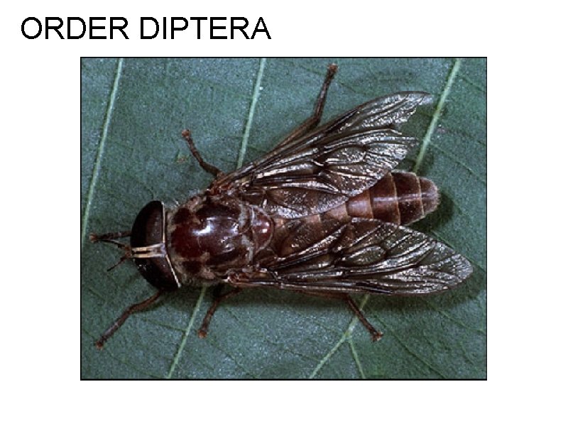 ORDER DIPTERA 