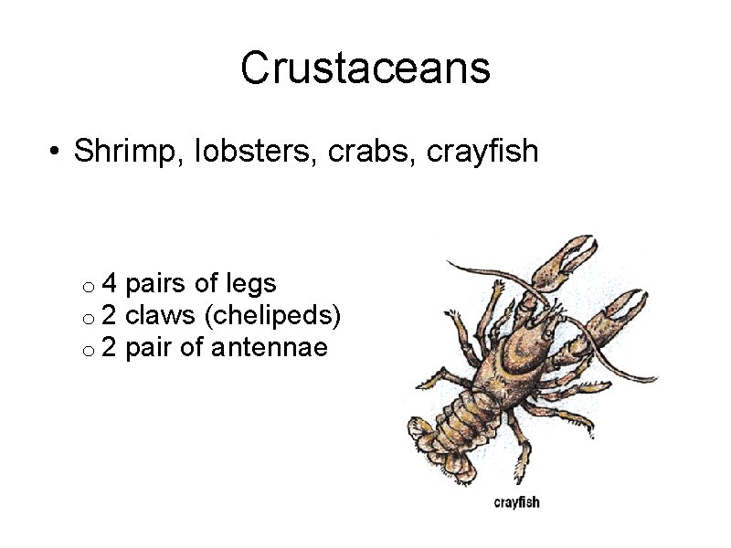 Crustaceans • Shrimp, lobsters, crabs, crayfish o 4 pairs of legs o 2 claws