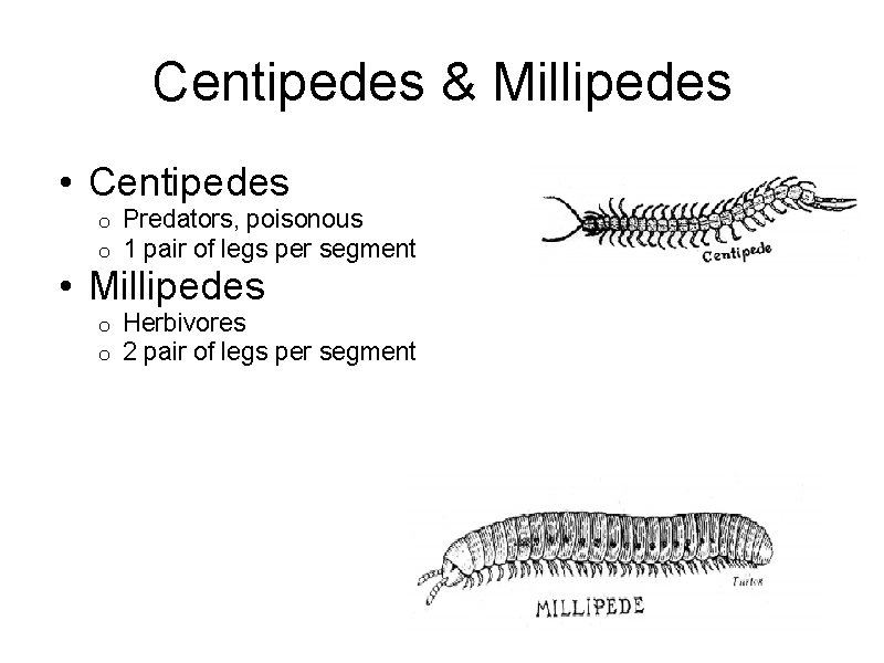 Centipedes & Millipedes • Centipedes o o Predators, poisonous 1 pair of legs per