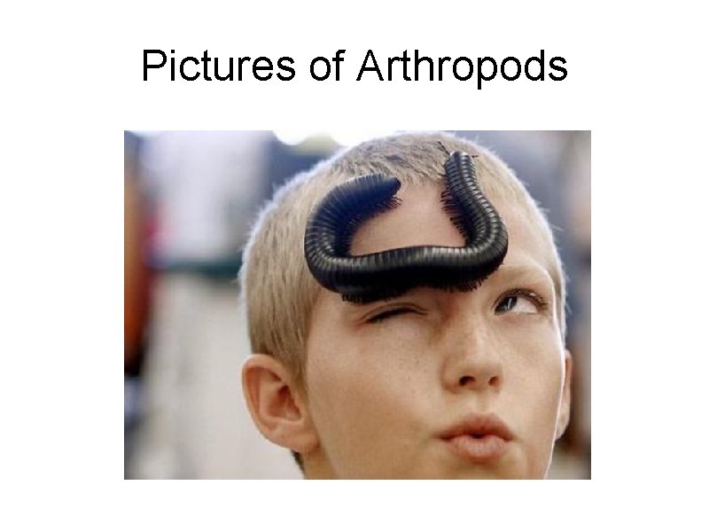 Pictures of Arthropods 