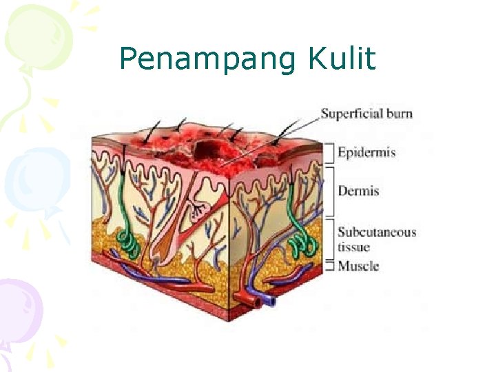 Penampang Kulit 