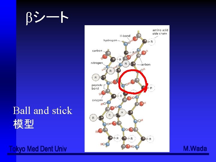 βシート Ball and stick 模型 