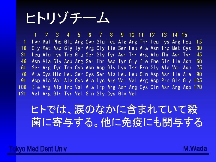 ヒトリゾチーム 1 16 31 46 61 76 91 106 121 1 Lys Gly Leu