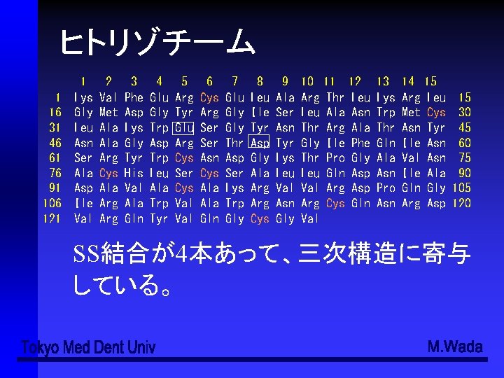 ヒトリゾチーム 1 16 31 46 61 76 91 106 121 1 Lys Gly Leu
